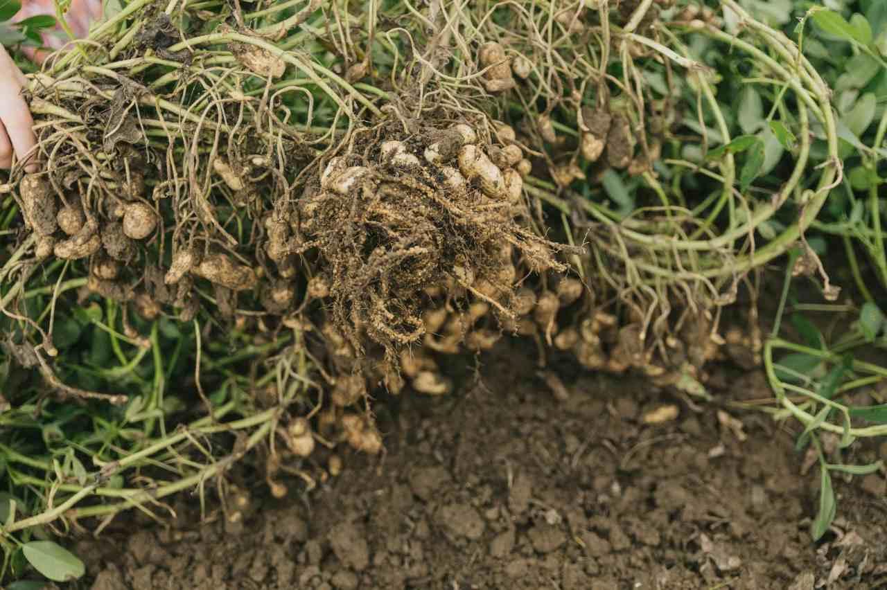 限られたプランター環境で収穫を目指すキュウリ栽培