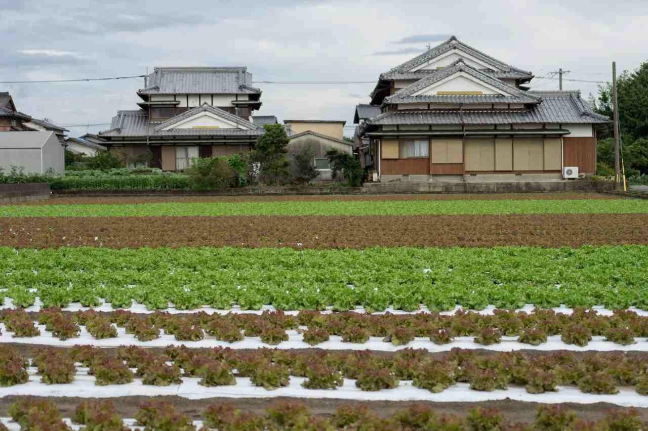 病気なく育った日本カボチャを収穫する家庭菜園の風景