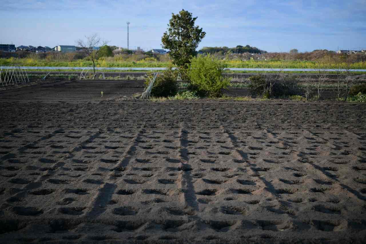 畑で広がるレタスの根域と地表近くに伸びる根の様子