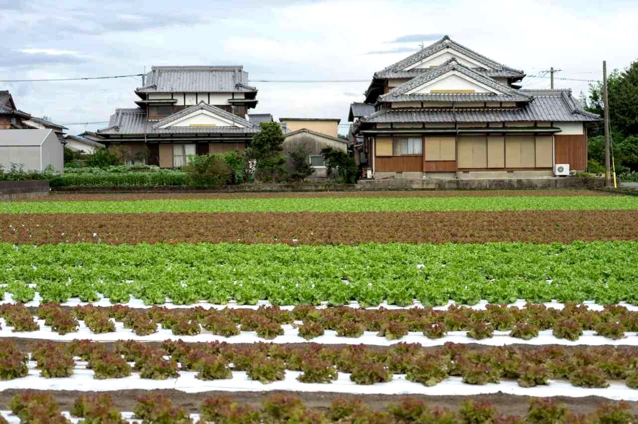 健康で美しく育ったキャベツを収穫する様子