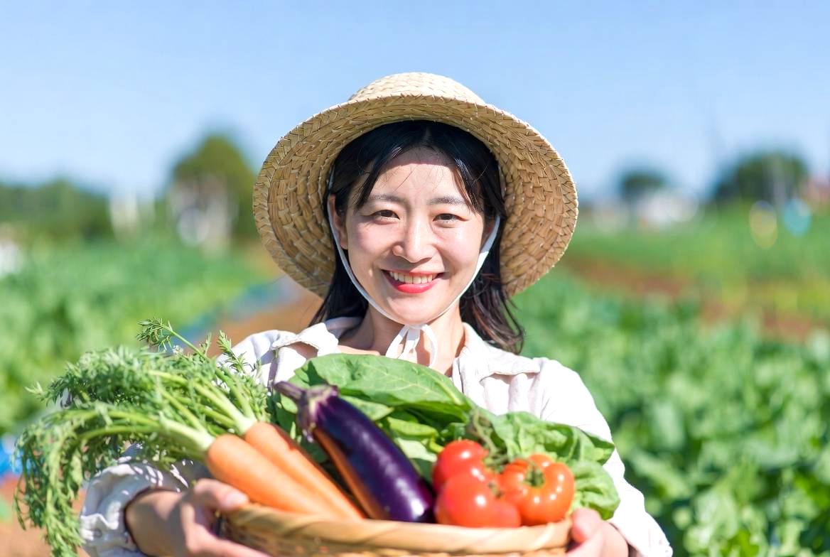 健康に育ったキャベツを収穫できる家庭菜園の風景