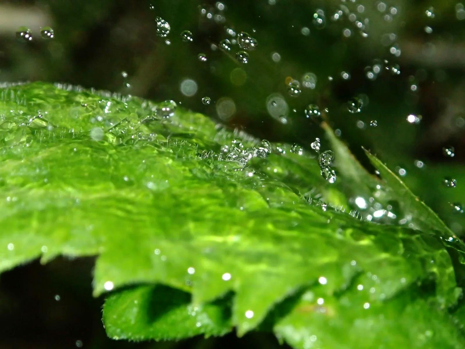 雨上がりにキュウリの葉を確認する家庭菜園の様子