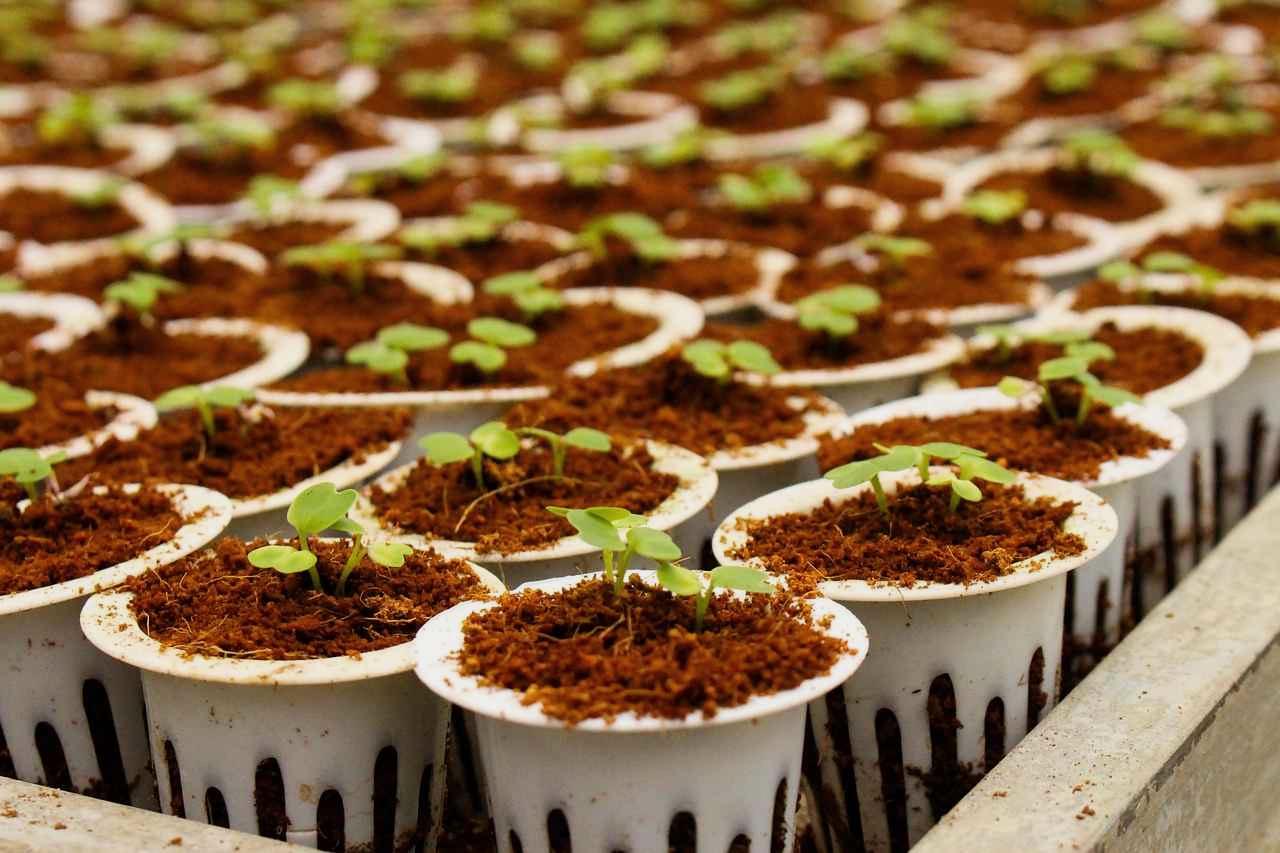 キュウリ苗を畑へ植え付ける定植作業の様子