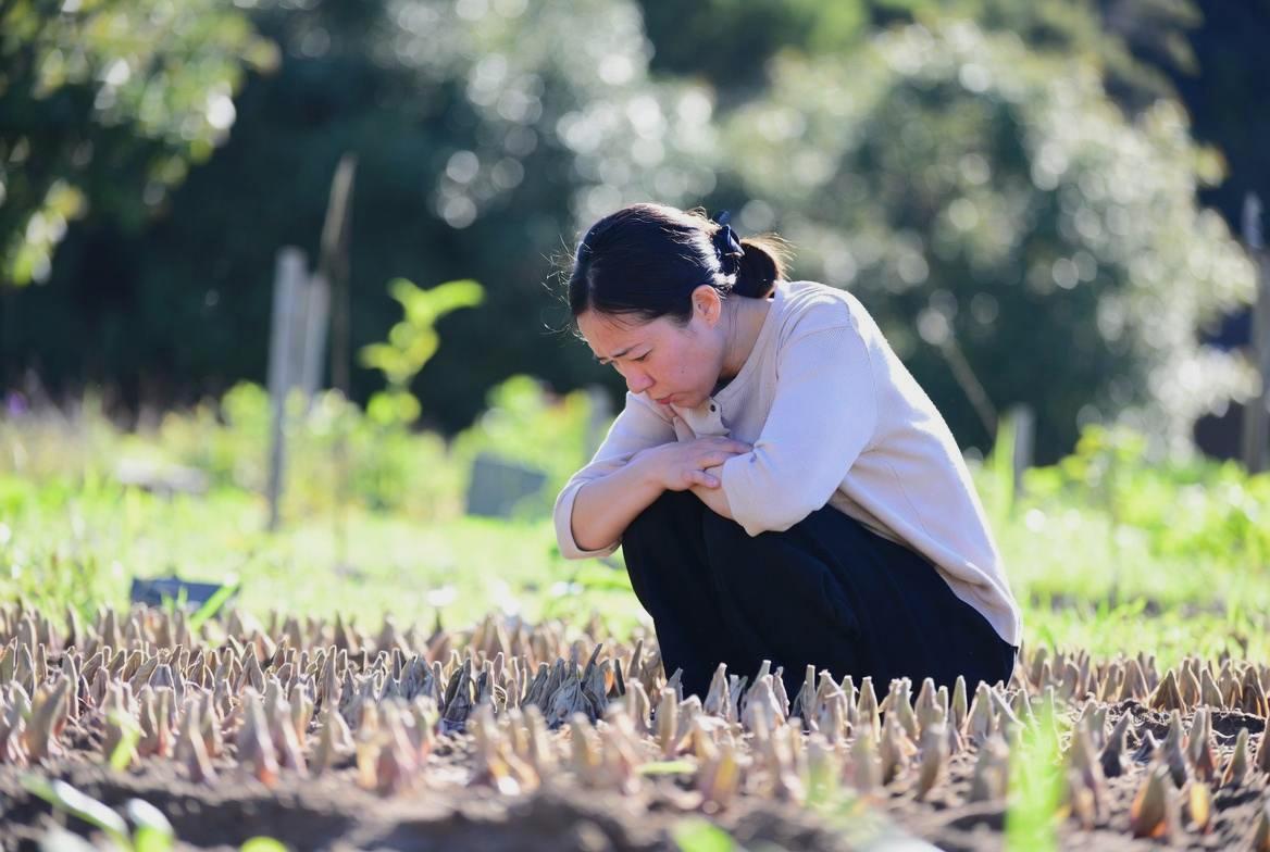 野菜の葉裏についたアブラムシを確認する様子