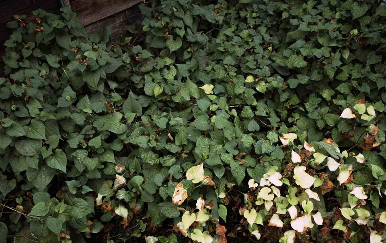 家庭菜園で雑草除去のタイミングを見極める様子