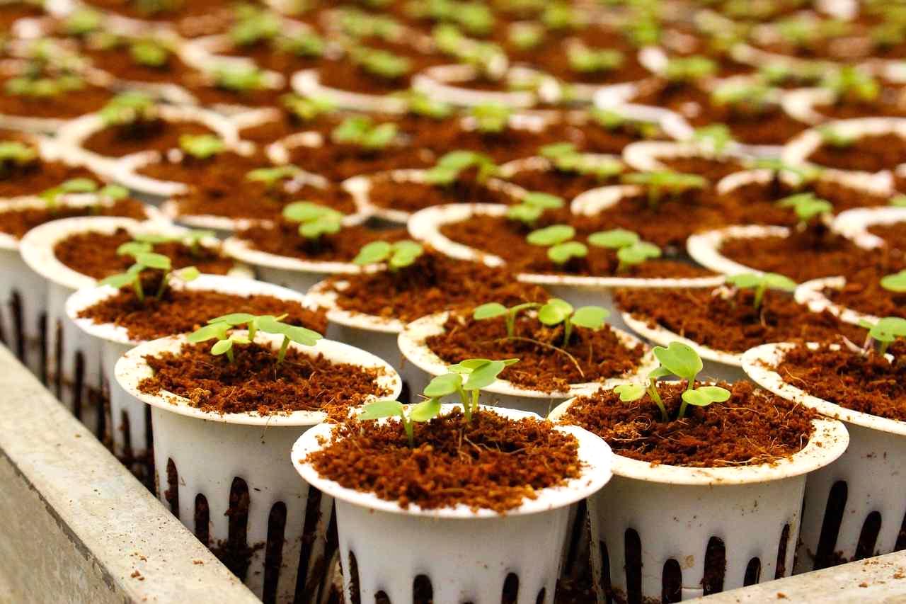 植え替え適期を迎えた元気なカボチャ苗