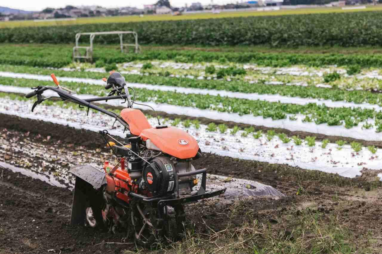 黒マルチを張った高畝でトウモロコシの地温確保を図る家庭菜園