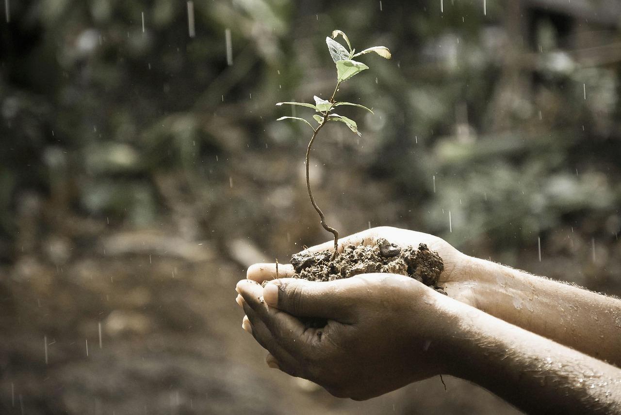 雨上がりの畑で泥が付着したキュウリの株を確認する様子