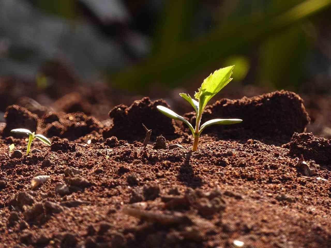 青森県の畑に広がるイヌタデの群生と雑草管理の様子