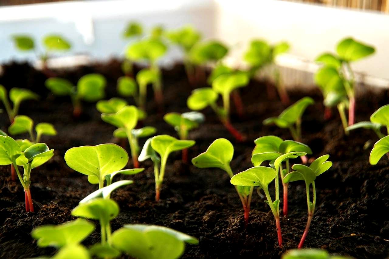 野菜の葉を食害する害虫と虫食い被害のイメージ