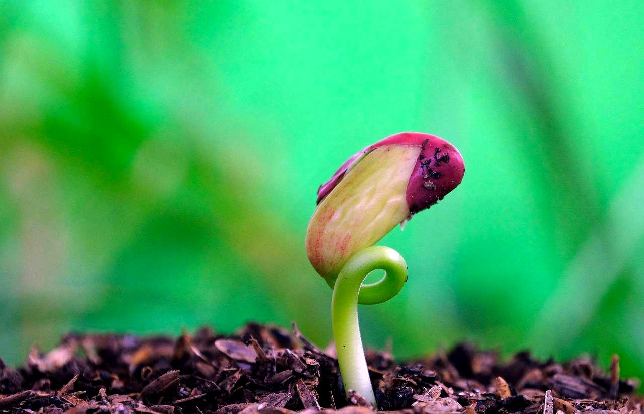 札幌市南区で水菜の種をまく家庭菜園の様子