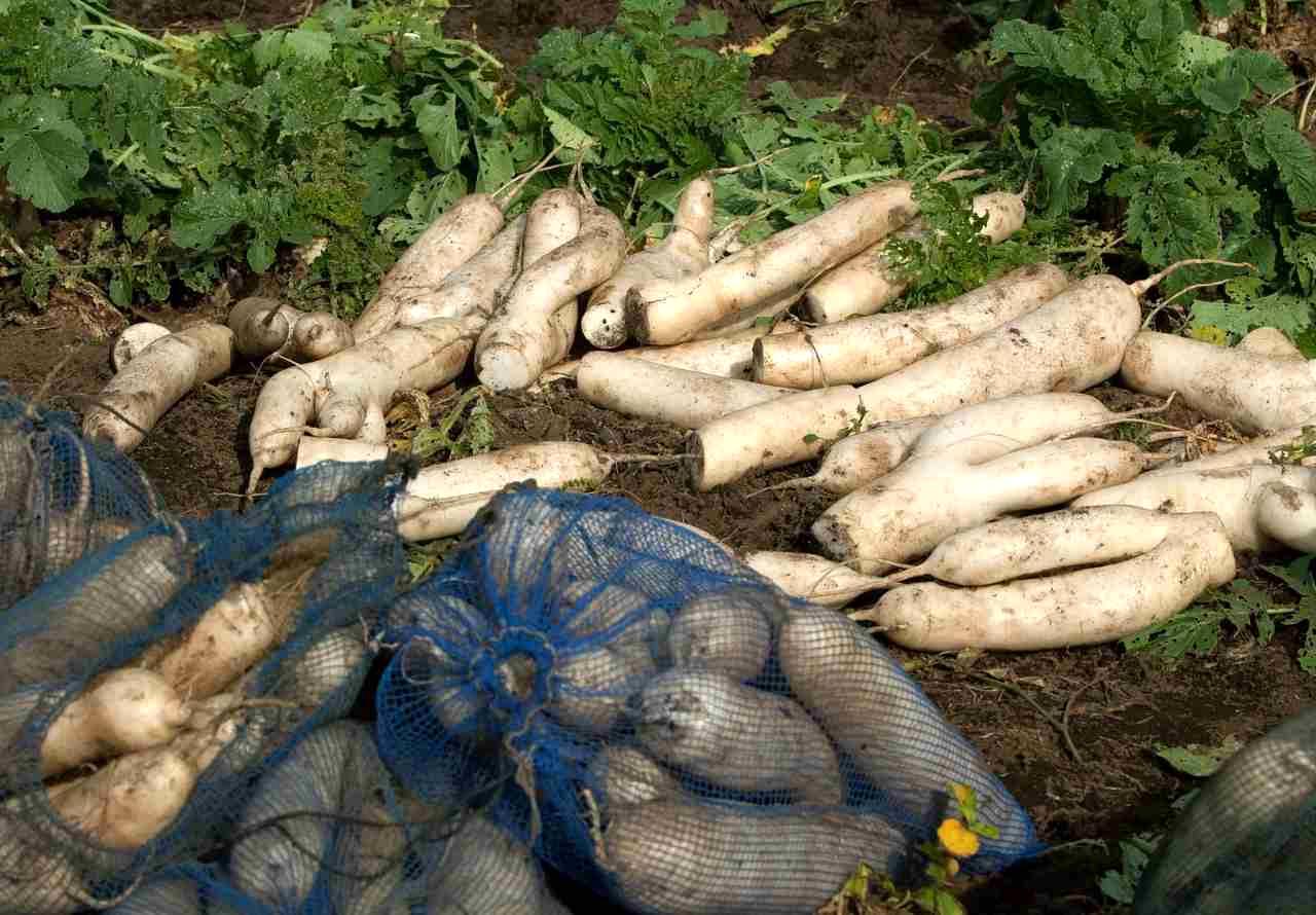 収穫を終えたアスパラガス畑で、新たに伸び始めた立茎用の茎を手で確認している様子