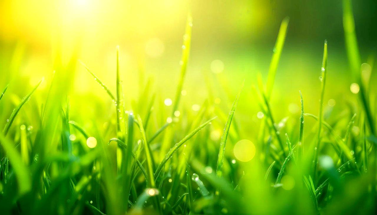 緑あふれる家庭菜園でヤブガラシに囲まれた畝と、駆除用の鍬やマルチシートが並ぶ対策道具の俯瞰写真