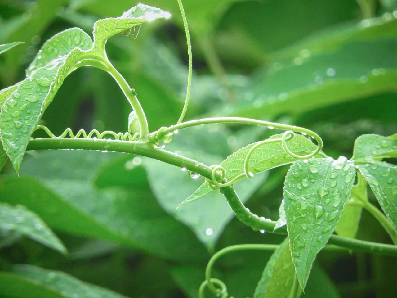 暑い夏の日差しを受けるカボチャ畑の様子