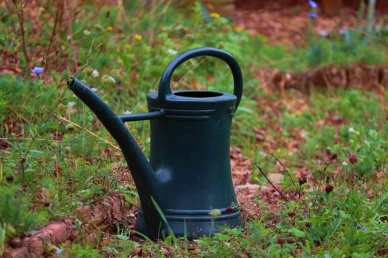 寒冷地の畑で水菜を管理する家庭菜園の様子