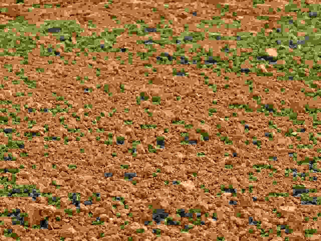 イチゴ植え付け前の土の完熟と黒マルチ張りによる土壌環境整え画像