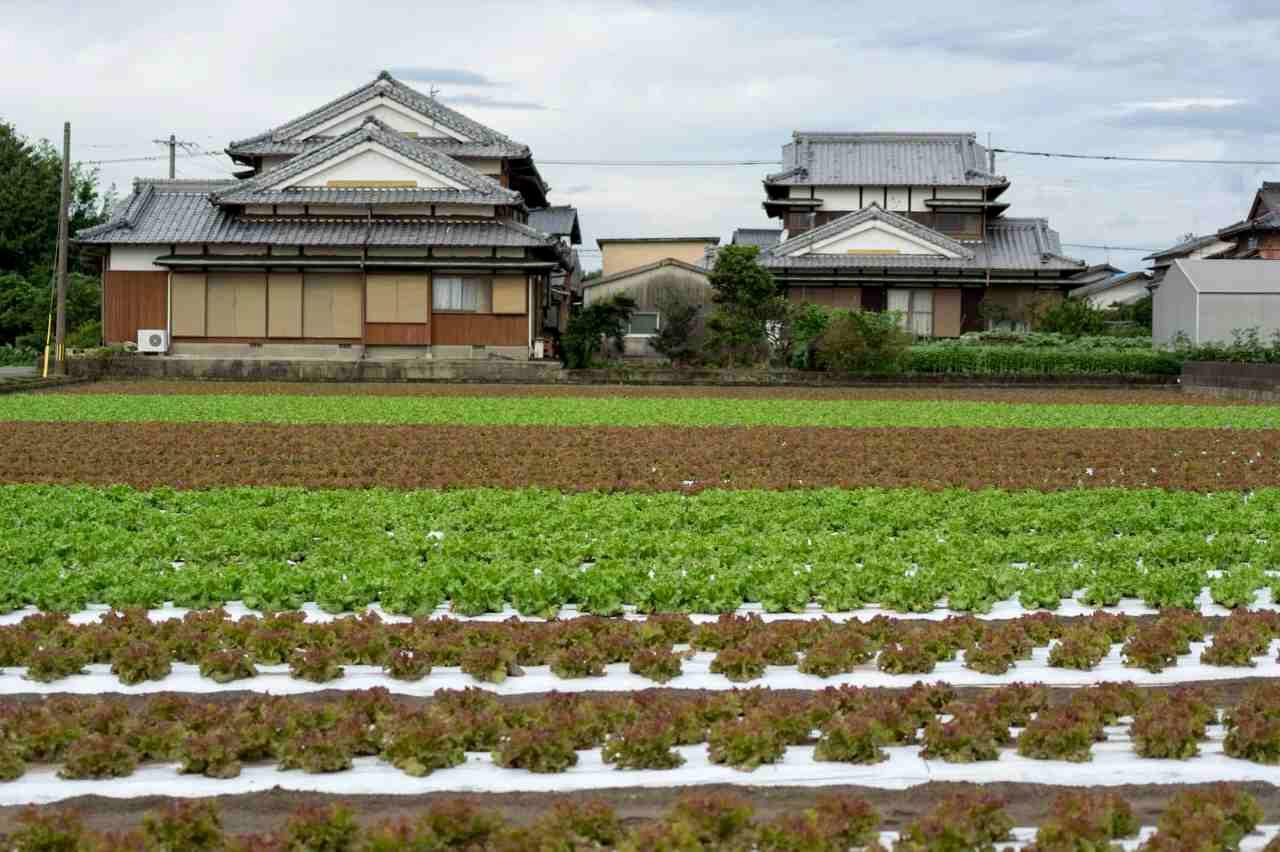 マルチで保護された健康なラッカセイの畑