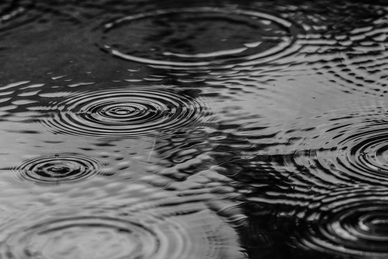 梅雨の雨に打たれるつるなしインゲンの畑、葉が水濡れしている様子