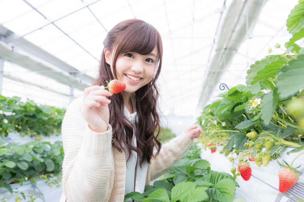 青々と育ったパセリを収穫する家庭菜園の様子