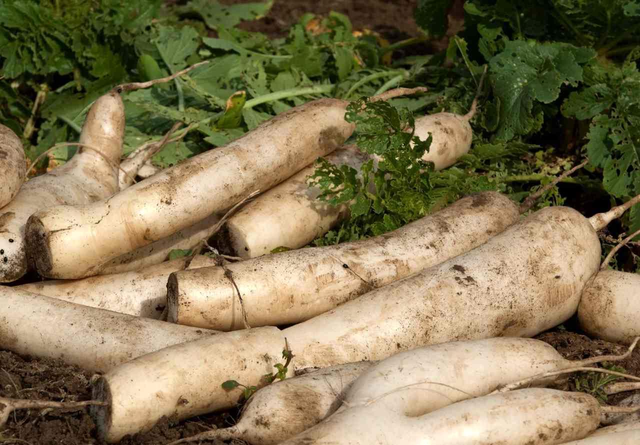健康に育ったズッキーニと収穫前の家庭菜園