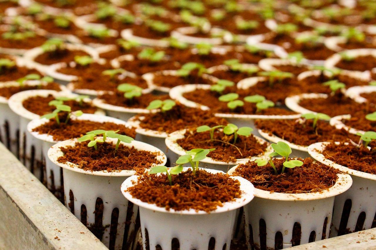 札幌市東区の家庭菜園でミニトマト苗を植える様子