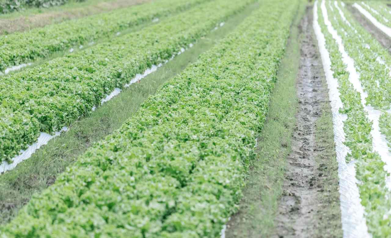 黒マルチ栽培のキュウリに対する病害虫予防の作業風景