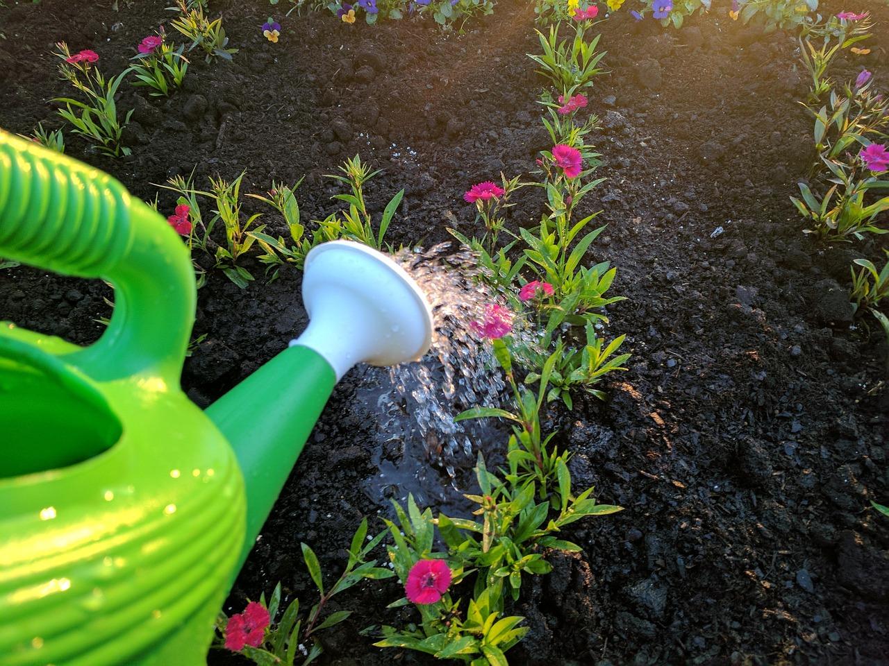 定植後のレタスに適切な水やりを行う様子