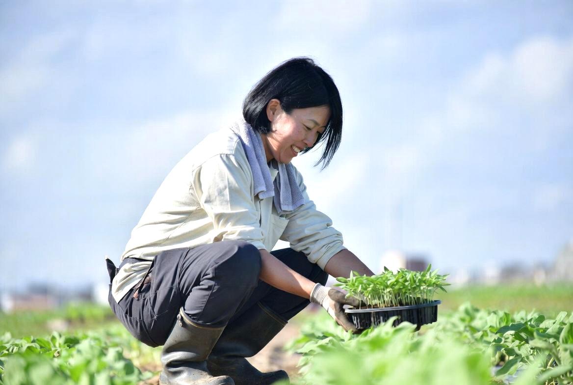 札幌市東区の家庭菜園でミニトマト苗を適期に植え付ける様子