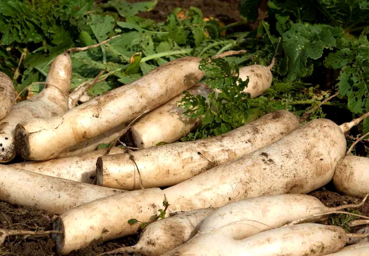 適切な間隔で植えられたオクラ苗が並ぶプランターのイメージ