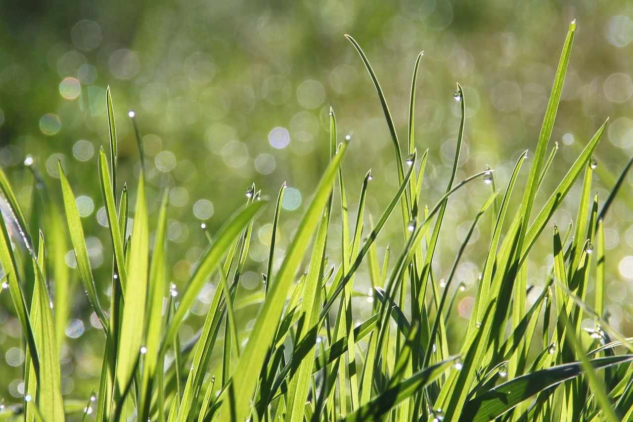 石狩地域の畑で空模様と気温を意識しながら小松菜栽培を考えるイメージ