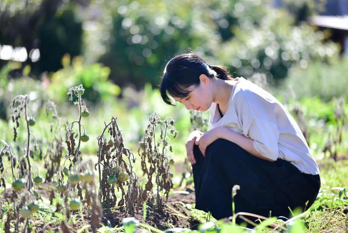 えんどう豆の葉に発生したうどんこ病を防ぐための剪定作業の画像