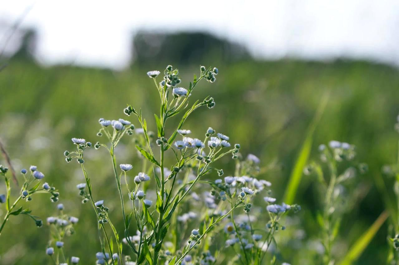 抜き取った後も再び生えるドクダミの芽
