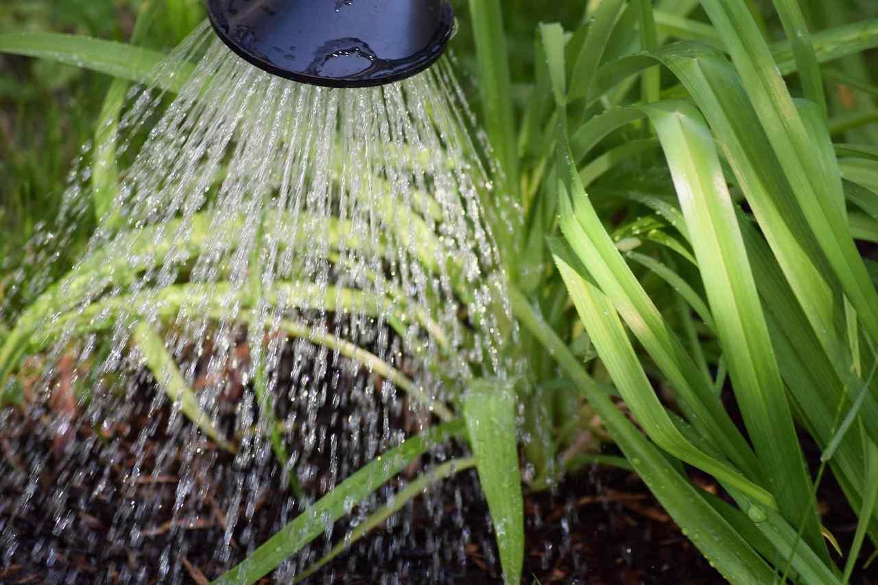 しおれたオクラに水を与えて回復を目指す様子