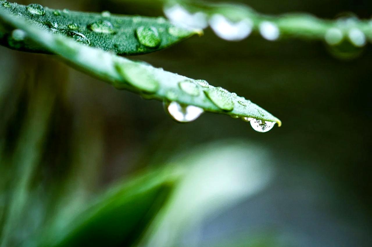 風通しの良い場所で育つ元気なパセリの鉢植え