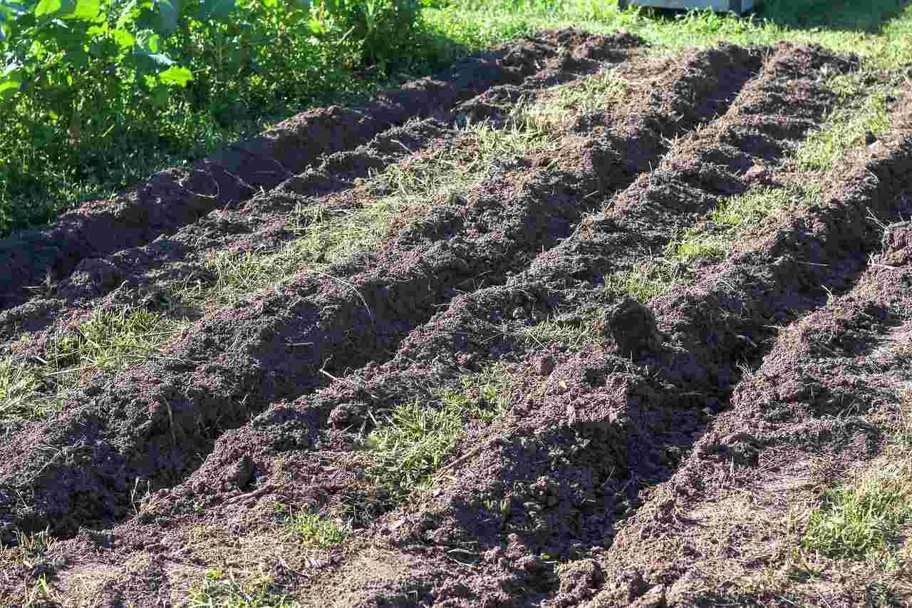 雑草が抑えられ作物が元気に育つ整備された畑の全景