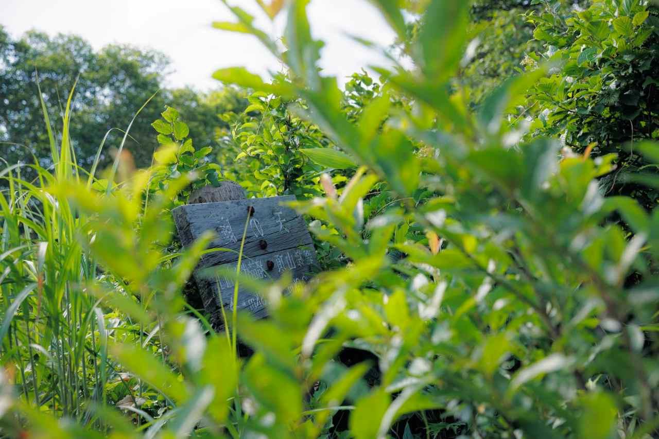 管理された家庭菜園と除去されたドクダミ