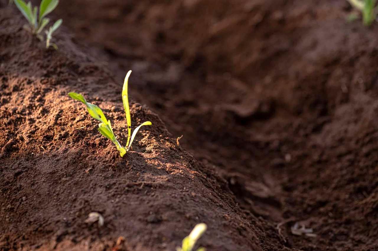 ラッカセイの茎の基部に適量の土をかける正しい土寄せの断面図