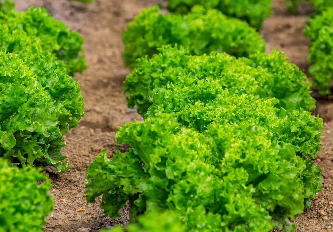 日照管理に加えて水分や温度も整えたレタス栽培の総合管理イメージ