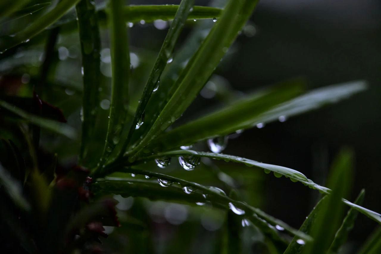 梅雨空の下で湿気を受ける大阪のミニトマト株の様子