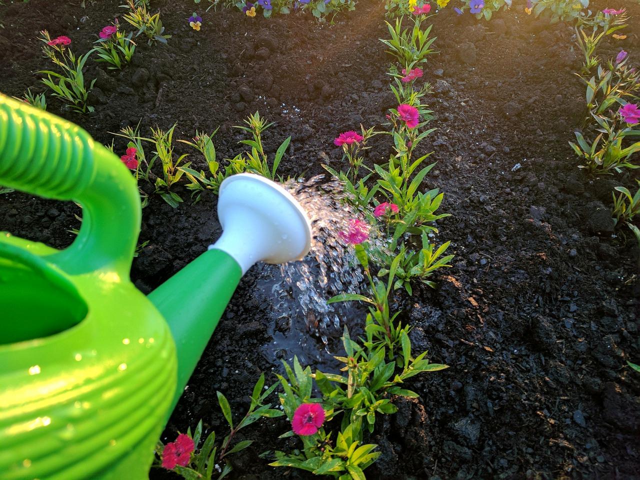 植え付け後のナス苗へ水やりをする家庭菜園