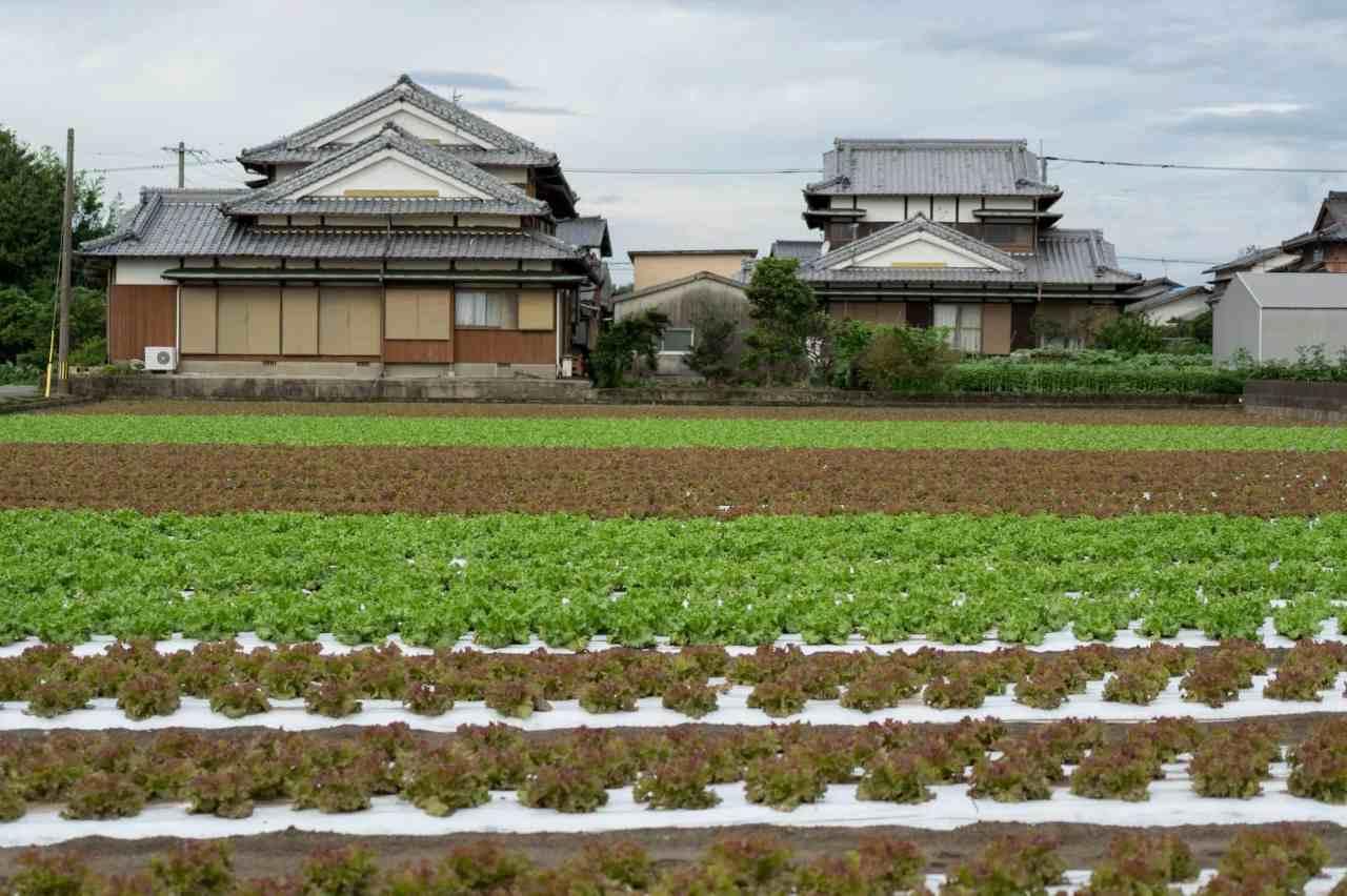 実ったラッカセイを収穫する家庭菜園の風景