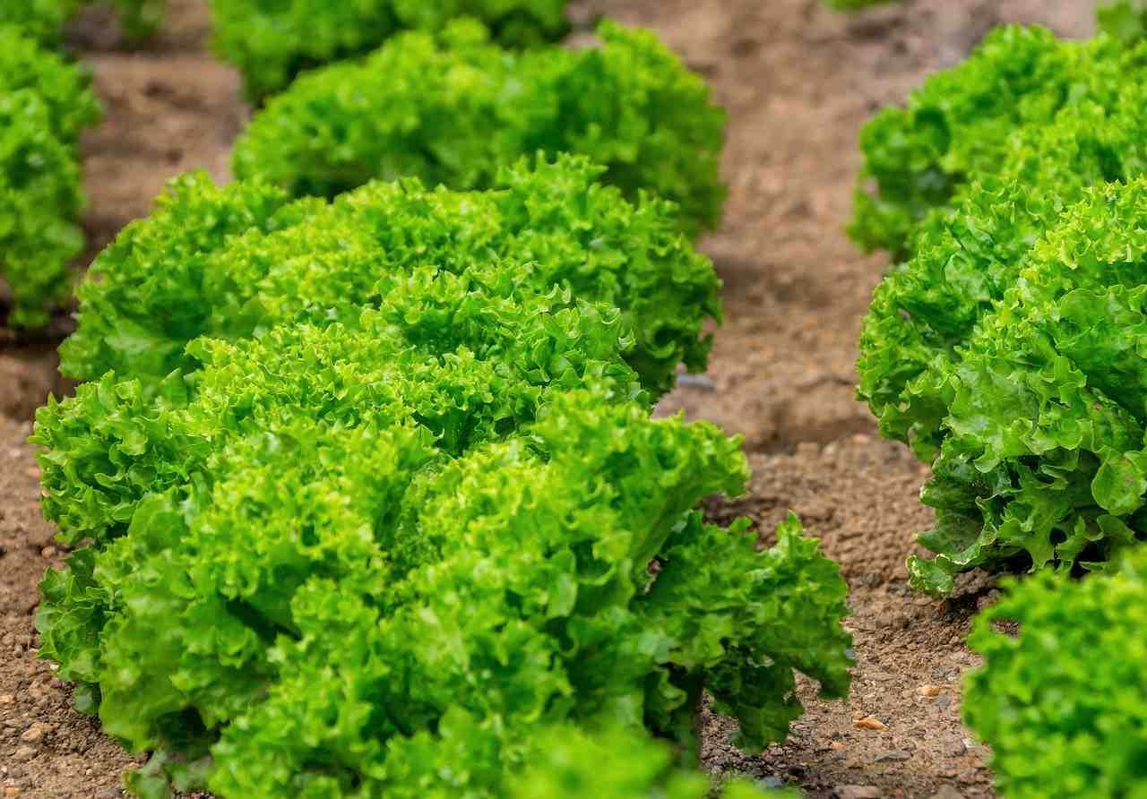 地面に接した西洋カボチャの実が泥で汚れている様子