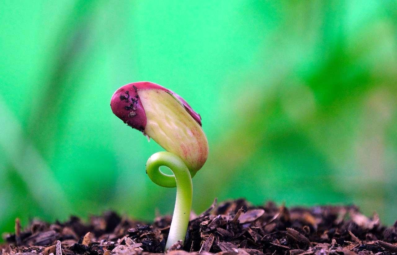 春菊の種まきと発芽に適した地温を確認する様子