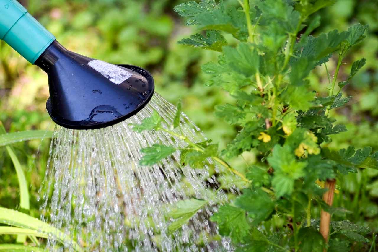 絹さやの株元へ適切に水やりを行う家庭菜園の様子