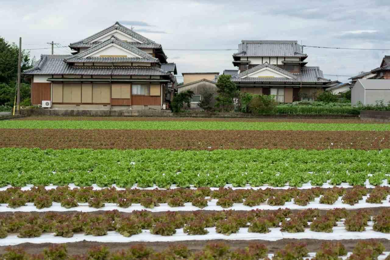 成長したラッカセイに適切なマルチ管理をしている畑