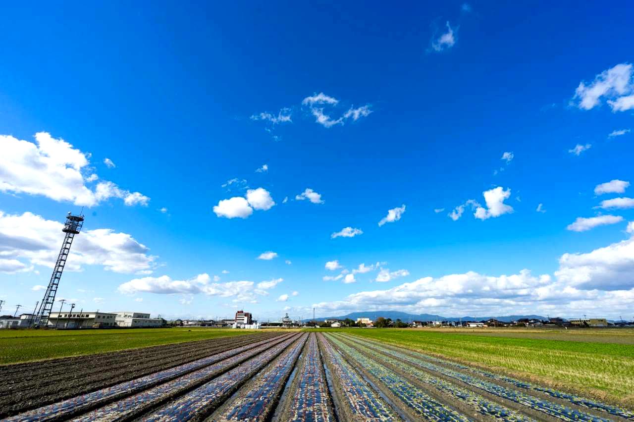 冬野菜を管理する家庭菜園の畝の様子