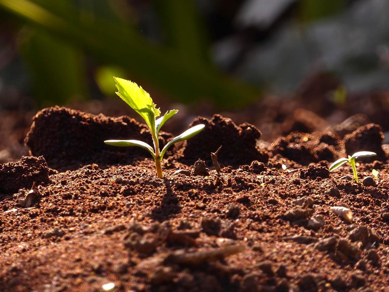 相性の良い植物と混植して害虫を抑える家庭菜園のレイアウト