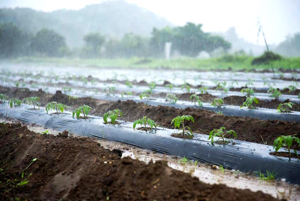 梅雨の雨で泥がはねた日本カボチャの果実と湿った畑の様子