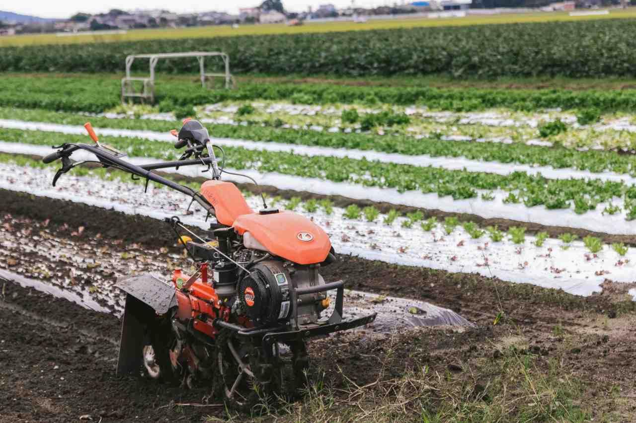 マルチで覆われたインゲンの株元