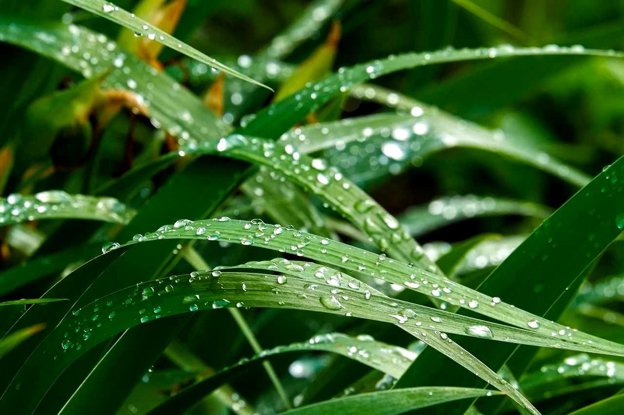 雑草を抑え雨後の畑環境を整えて小松菜の生育を安定させるイメージ